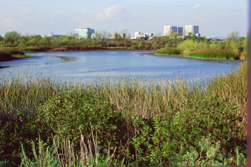 Peaceful and tranquil, the San Joaquin Marsh is a breath of fresh air.